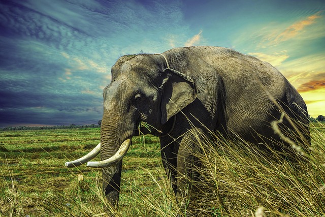 Quiz on African Elephants