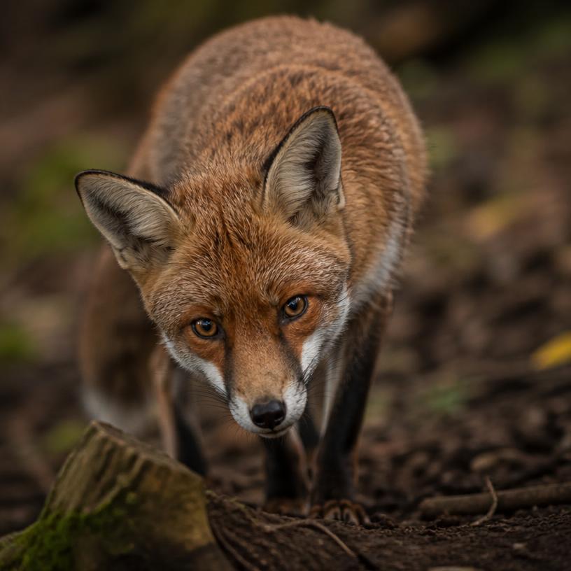 Inquisitive Paws and Whiskered Wonders: A Foray into the Animal Kingdom