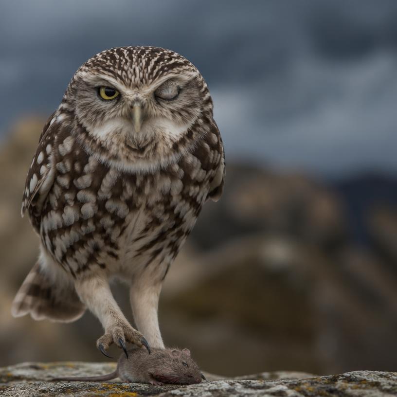 The Untold Tales of Nature's Oddballs