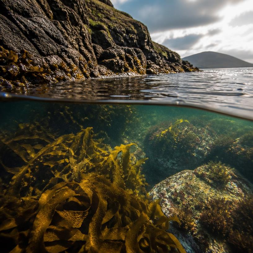 Waves of Wisdom: Coastal Curiosities