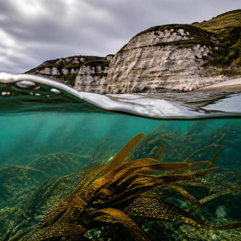 Secrets Beneath the Surf
