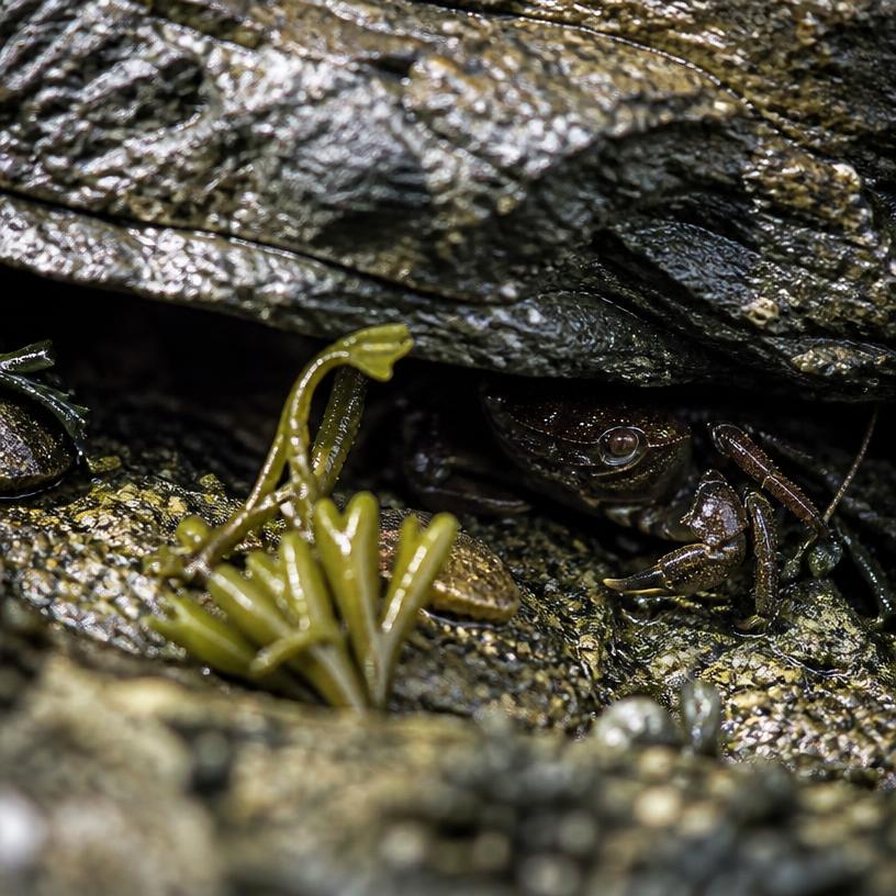 Underneath it All: The Hidden Wonders of Rock Life!